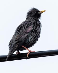 Spotless Starling