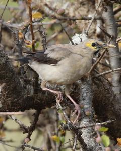 Wattled Starling
