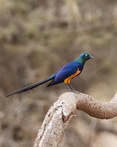 Golden-breasted Starling