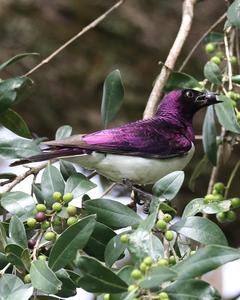 Violet-backed Starling