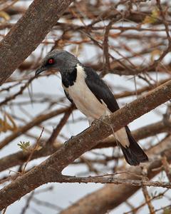 Magpie Starling