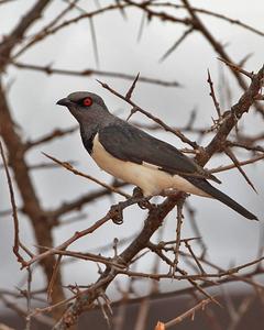 Magpie Starling