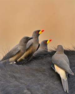 Yellow-billed Oxpecker