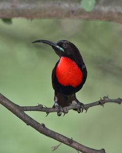 Hunter's Sunbird