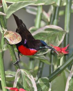 Hunter's Sunbird