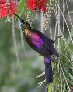 Tacazze Sunbird