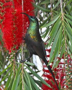 Bronze Sunbird