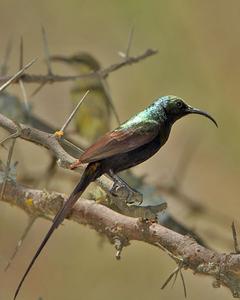 Bronze Sunbird