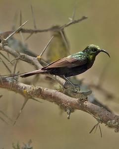 Bronze Sunbird
