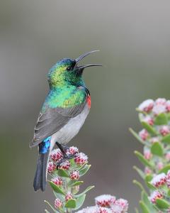 Southern Double-collared Sunbird