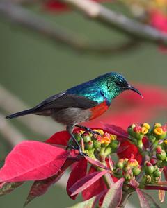 Northern Double-collared Sunbird
