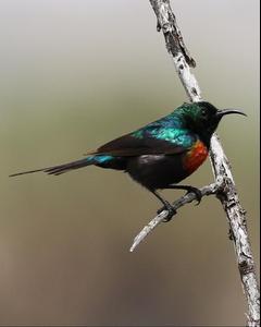Shining Sunbird