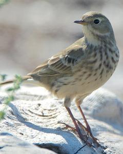 American Pipit