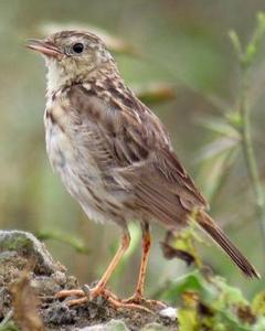 Yellowish Pipit