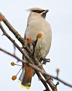 Bohemian Waxwing