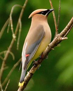 Cedar Waxwing