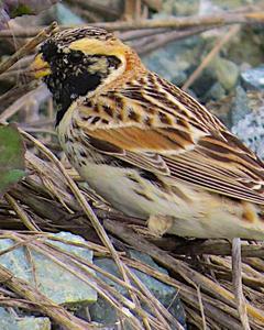 Lapland Longspur