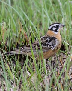 Smith's Longspur