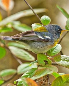 Northern Parula