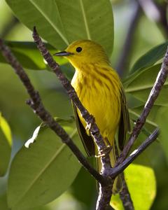 Yellow Warbler