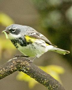 Yellow-rumped Warbler (Myrtle)