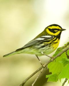 Townsend's Warbler