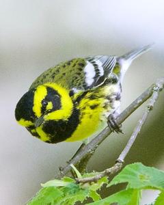 Townsend's Warbler