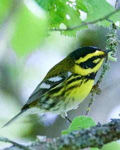 Townsend's Warbler