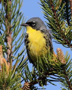 Kirtland's Warbler