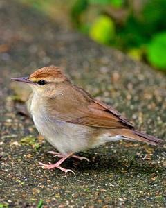 Swainson's Warbler