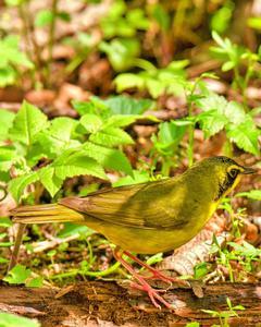 Kentucky Warbler