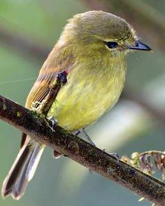 Olive-crowned Yellowthroat
