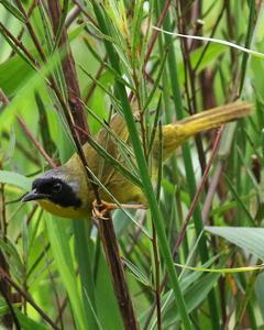 Olive-crowned Yellowthroat (Chiriqui)