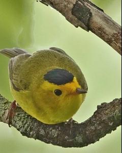 Wilson's Warbler