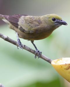 Palm Tanager