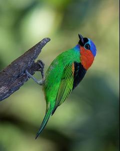 Red-necked Tanager