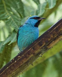 Blue Dacnis