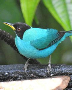 Green Honeycreeper