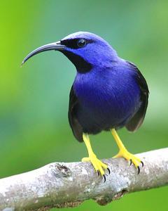 Purple Honeycreeper