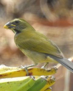 Lesser Antillean Saltator