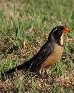 Golden-billed Saltator