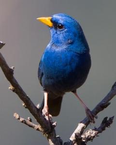 Blue Finch