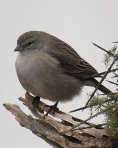 Ash-breasted Sierra-Finch
