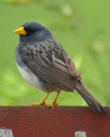 Band-tailed Sierra-Finch