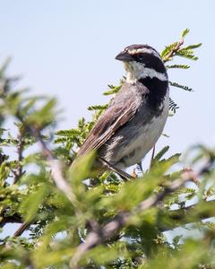 Ringed Warbling-Finch