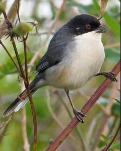 Black-capped Warbling-Finch