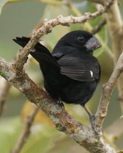 Thick-billed Seed-Finch