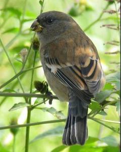 Band-tailed Seedeater
