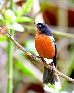 Black-throated Flowerpiercer