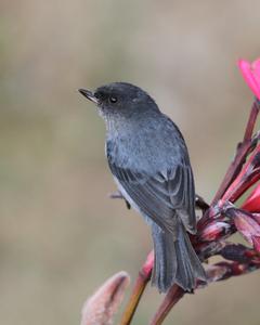 Slaty Flowerpiercer